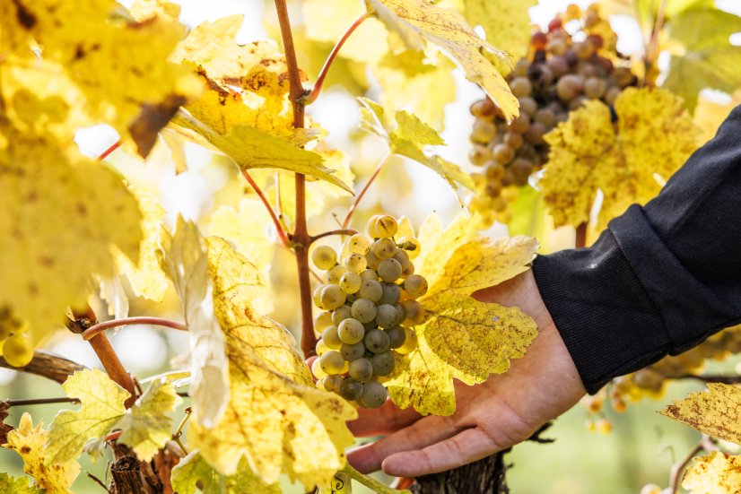 Degustační karton ,,JARNÍ NOVINKY" 2025