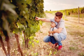 Tramín červený: aromatická legenda