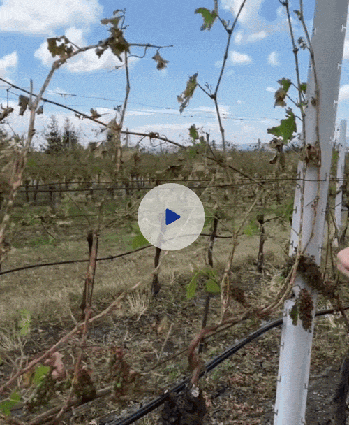 q6a5f655551c4e-video-nwl-gif-3.gif